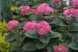 'Invincebelle Ruby'is a compact hydrangea which will bloom reliably.