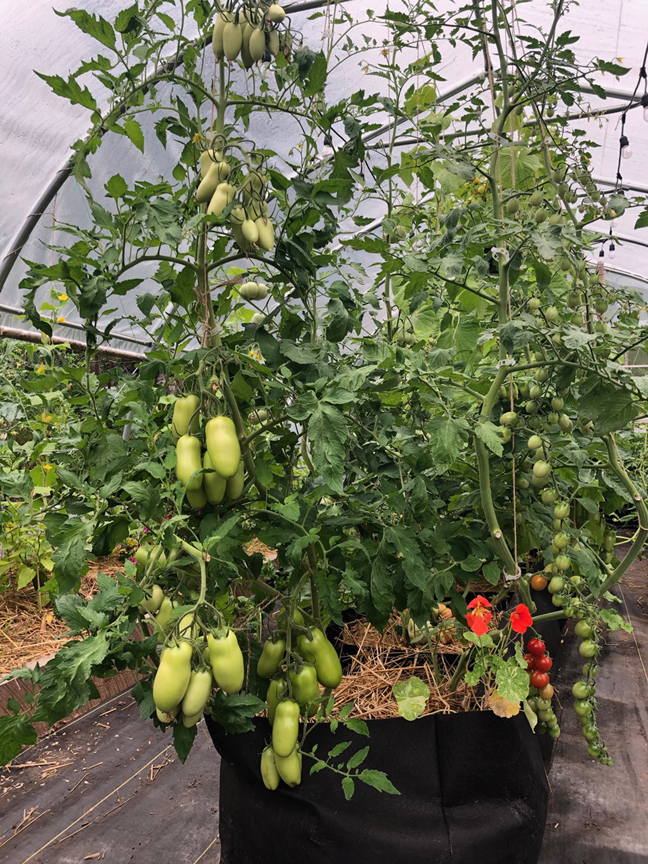 Niki Jabbour is an expert at growing plants year round even in Nova Scotia. Her poly tunnel is also used to grow nice looking tomatoes too.