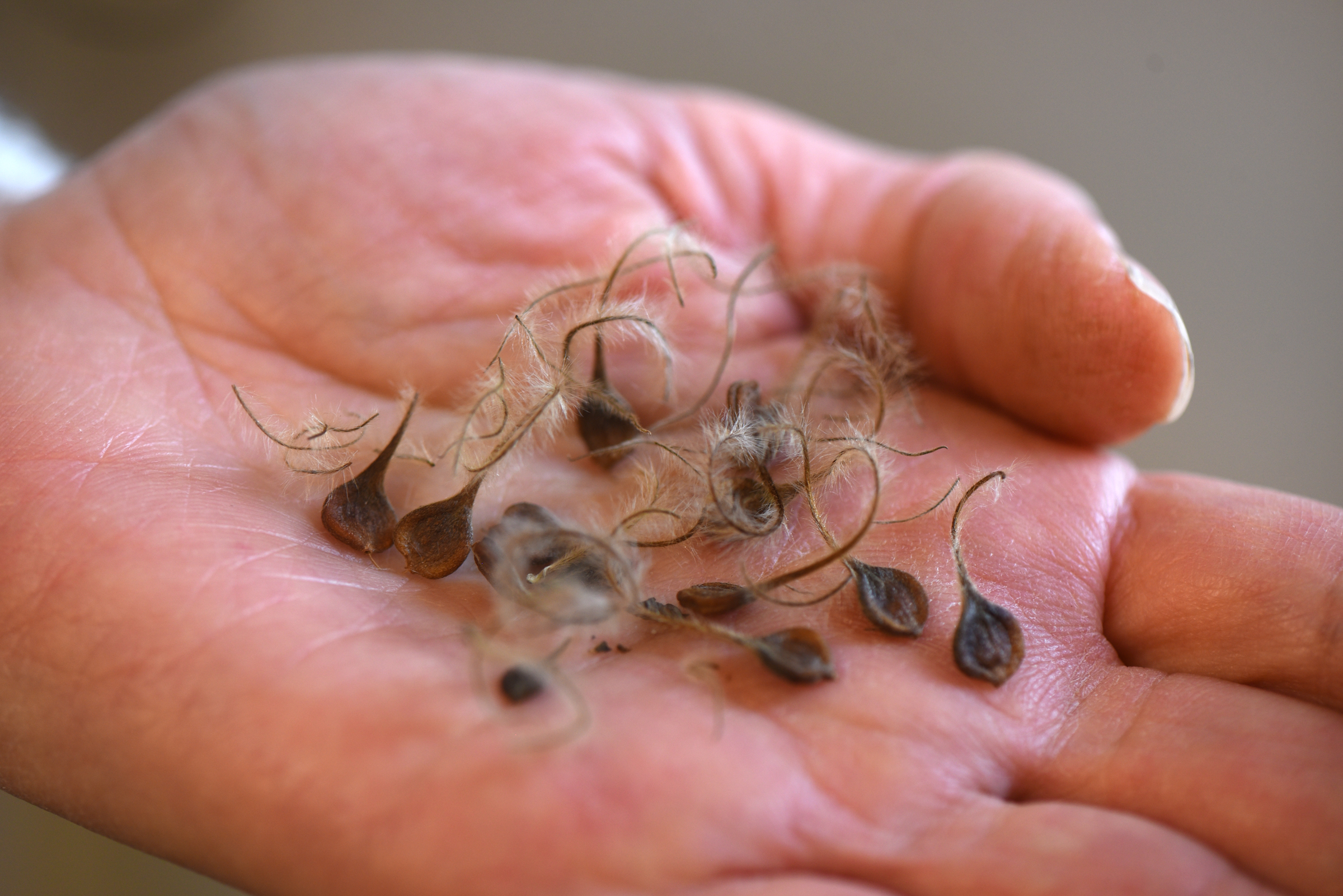 Roxanne Swan hold seeds of Clematis viorna, a vining native plant with purple, bell shaped flowers. Swan is coordinator of the Audubon Center for Native Plants at Beechwood Farms along with being an environmental botanist and horticulturist.