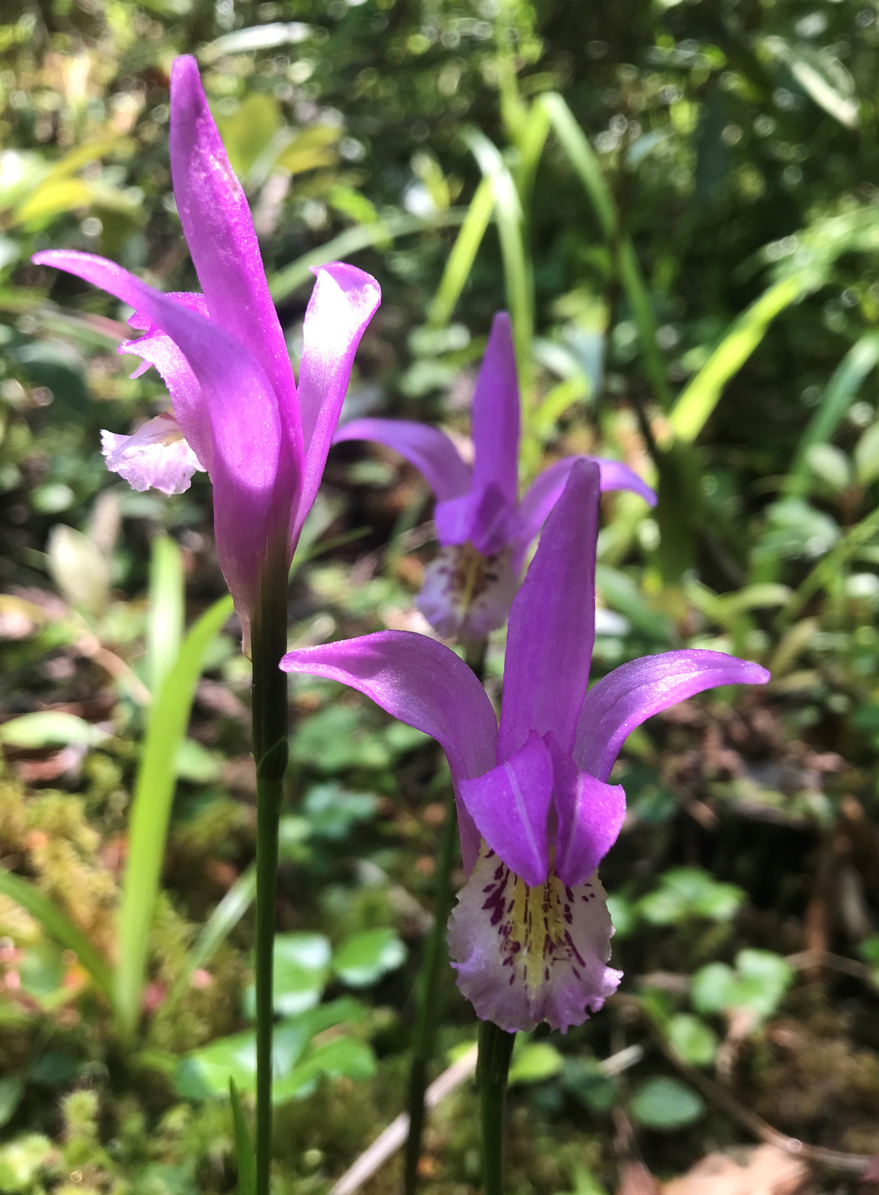 Arethusa bulbosa also known as the Dragon's Mouth orchid is a native plant that the Pennsylvania Department of Conservation and Natural ResourceÕs Bureau of Forestry' Pennsylvania Plant Conservation Network is trying to save.