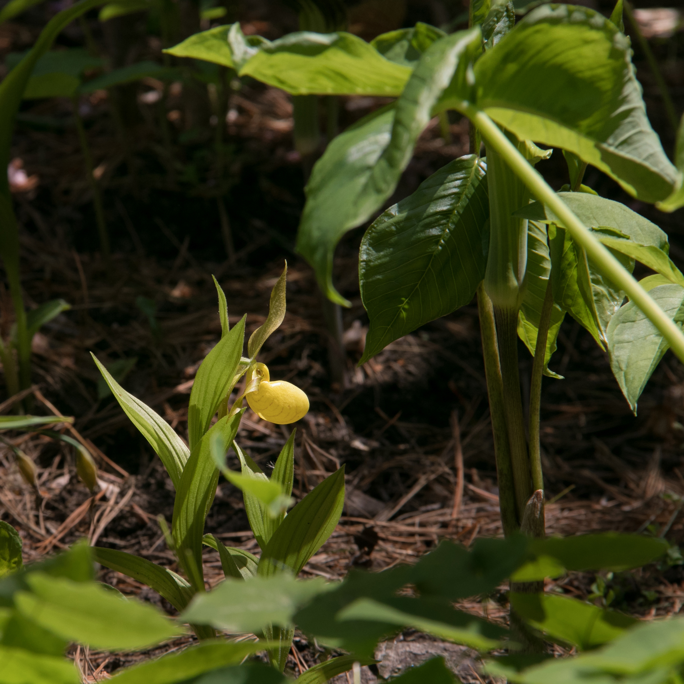 Cypripedium parviflorum var. pubescens, known as the large yellow lady’s slipper is one of the native orchids that Dr. Peter Zale from Longwood Gardens is working to preserve in consort with the Pennsylvania Plant Conservation Network, part of the Pennsylvania Department of Conservation and Natural Resource’s Bureau of Forestry.