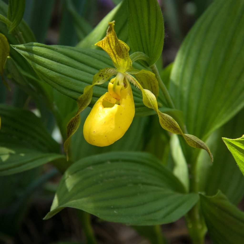 Cypripedium parviflorum var. pubescens, known as the large yellow lady’s slipper is one of the native orchids that Dr. Peter Zale from Longwood Gardens is working to preserve in consort with the Pennsylvania Plant Conservation Network, part of the Pennsylvania Department of Conservation and Natural Resource’s Bureau of Forestry.