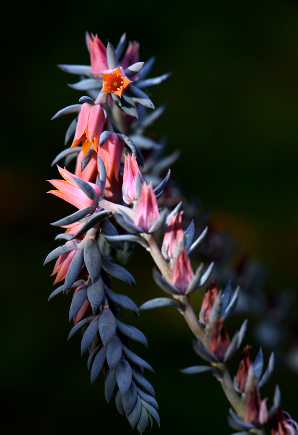 Echeveria has become a popular succulent for indoor growing. The flowers are spectacular. It can also grow outdoors when there's no chance of frost. Randy Potter, a general manager at the Soergels Garden Center has lots of tips on how to grow succulents indoors.