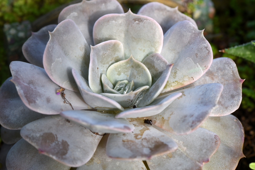 Echeveria has become a popular succulent for indoor growing. It can also grow outdoors when there's no chance of frost. These are on display at Soergel's Garden Center in Wexford. Randy Potter, a general manager at the nursery has lots of tips on how to grow succulents indoors.