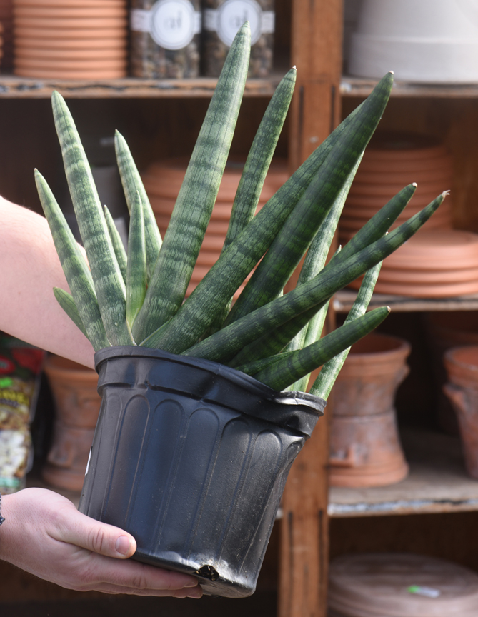 Sansevieria cylindrical 'Starfish,' looks just like its namesake. They are on display at Soergel's Garden Center in Wexford. Randy Potter, a general manager at the nursery has lots of tips on how to grow succulents indoors.