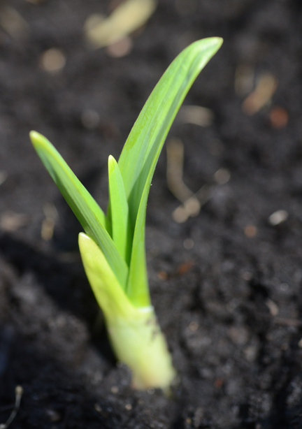 sprouting garlic