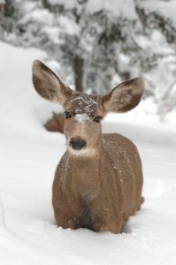 deer issues