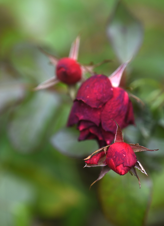 Valentine's Day roses can fade quickly if not cared for properly. Photos by Doug Oster
