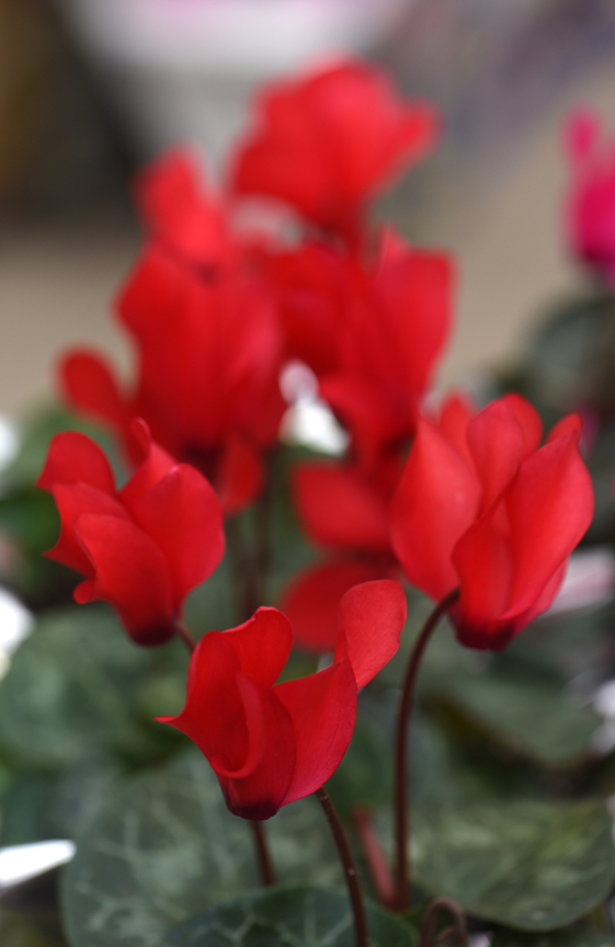 Cyclamen's red flowers make it the perfect Valentine's Day gift. This plant was found at Chapon's Greenhouse in Baldwin.
