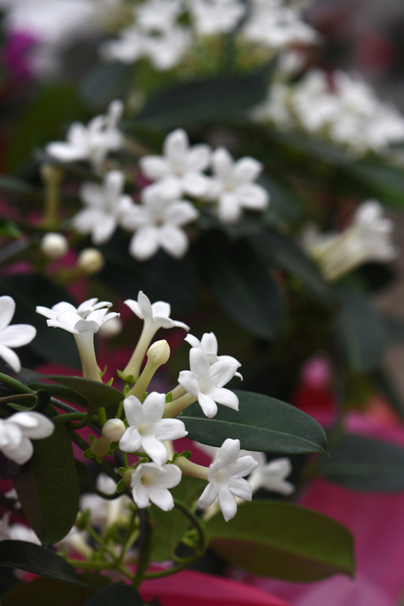 Jasmine might not have the right color for a Valentine's Day gift , but it's wonderful fragrance will win over your significant other. This plant was found at Chapon's Greenhouse in Baldwin.