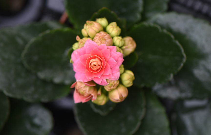 This double red flowering kalanchoe is indestructible, making it a great Valentine's Day gift. This plant was found at Chapon's Greenhouse in Baldwin.
