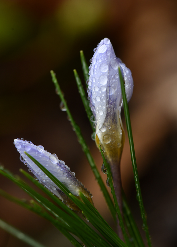 Crocus flowers care covered in raindrops. The garden offers sanctuary amid fears and uncertainty during the COVID-19 virus pandemic.