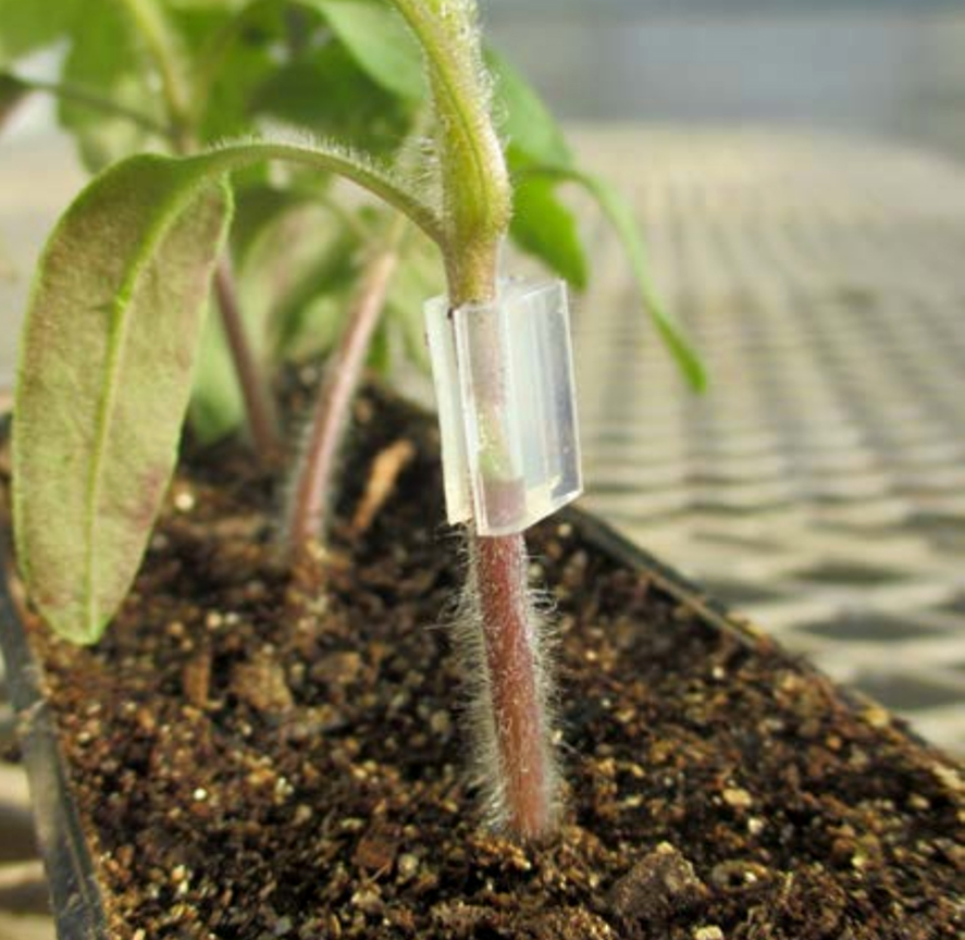 This photo shows a grafted tomato plant. The rootstock is below and the scion above, held together initially by a grafting clip.