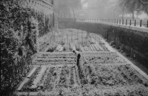 This photo was on display at the Tower of London when Everybody Gardens editor Doug Oster visited. It showed a victory garden in the moat during WWII.