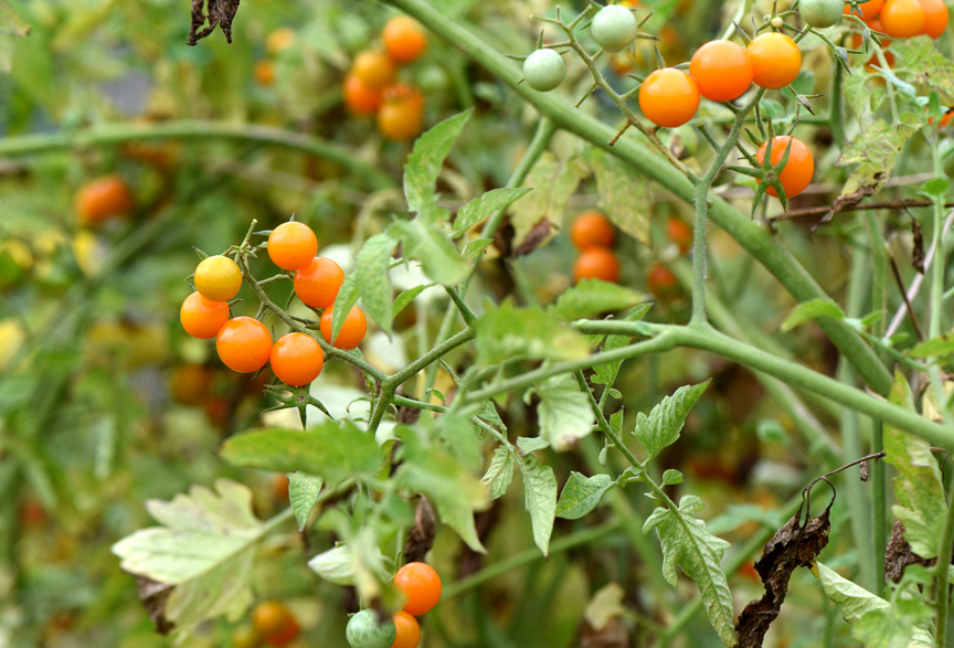 'Sungold' is a wonderful, sweet cherry tomato that's ready early in the season.