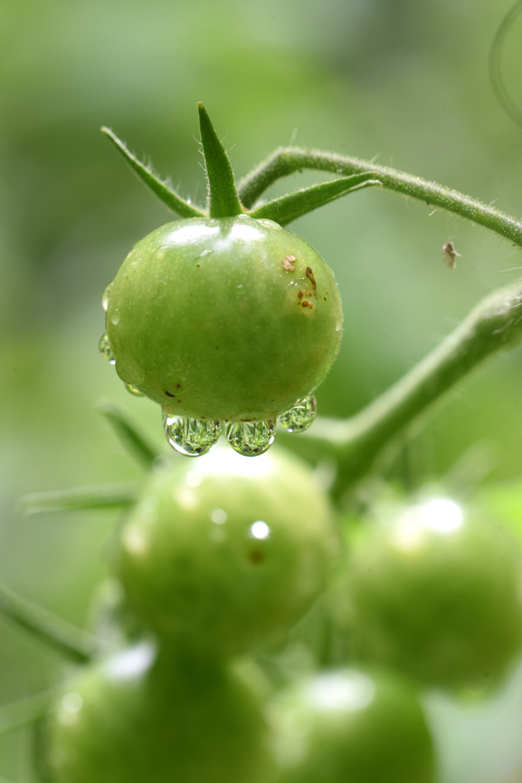 'Sungold' tomatoes are one of the earliest varieties to ripen.