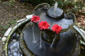These dahlias are floating in a fountain in my garden. This is a long exposure, used to blur the moving water.