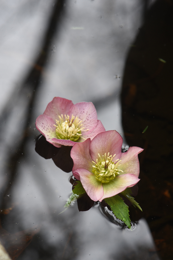Floating flowers is perfect for hellebores, which look down in the garden.